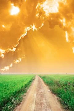 Rice field with cloudscape at sunset Stock Photos