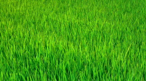 Rice field (clouseup) Stock Footage 359215