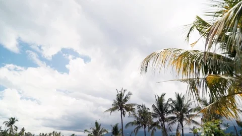 Rice field coconuts trees reflection water Bali, Indonesia Stock Footage 127037442