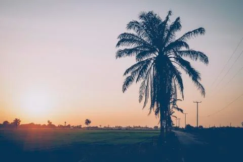 Rice field coconuts trees at sunset nature Asia background Stock Photos
