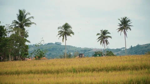 Rice Field with Construction Vehicles and Palm Trees Under Overcast Sky with 스톡 동영상 345042741
