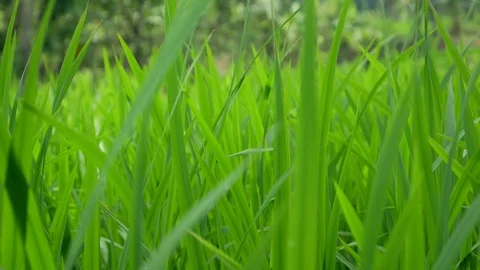 Rice Field Country Side Stock Footage