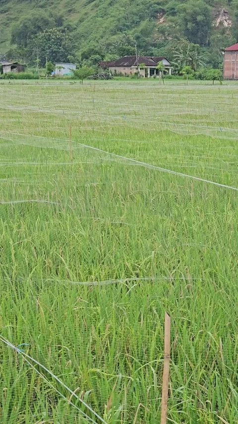 Rice Field Covered With Nets To Protect Crops From Sparrows In Rural Indonesia Stock Footage 332851740