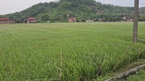 Rice Field Covered With Nets To Protect Crops From Sparrows In Rural Indonesia Stock Footage 332851976