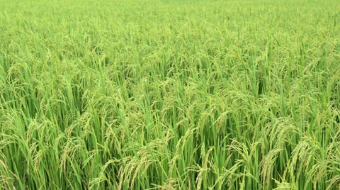 Rice field in the dawn with the slightly blowing wind Stock Footage 28394007