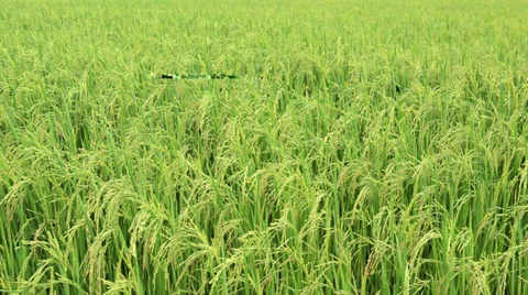 Rice field in the dawn with the slightly blowing wind Stock Footage 28394791