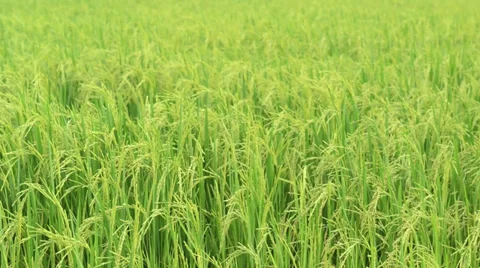 Rice field in the dawn with the slightly blowing wind Stock Footage 28394900