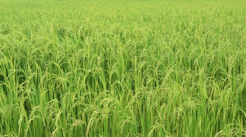 Rice field in the dawn with the slightly blowing wind Stock Footage 28395592