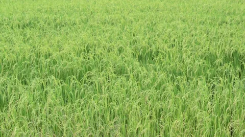 Rice field in the dawn with the slightly blowing wind Stock Footage 28395686