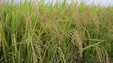 Rice field in the dawn with the slightly blowing wind Video stock 28396393