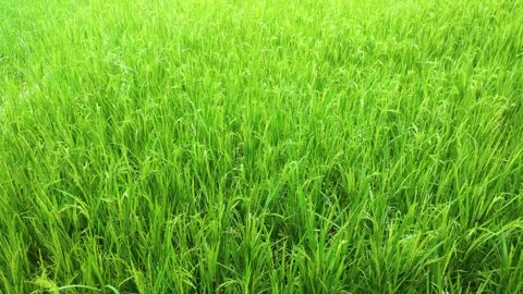 Rice field in daylight. green plants. Scenic landscape of rice leaves. Peac.. Stock Footage 241103689