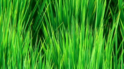Rice field detail Stock Footage 304609