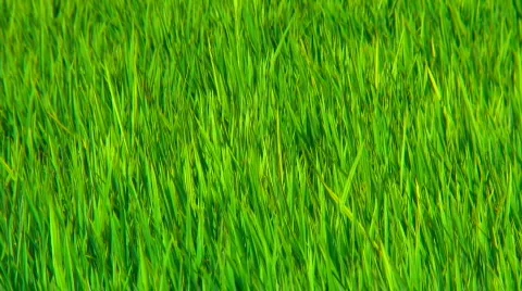 Rice field (detail) Stock Footage 359124