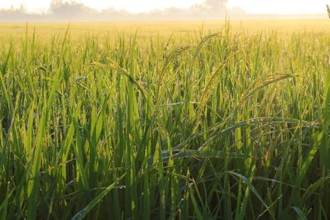 Rice field with dew Stock Photos