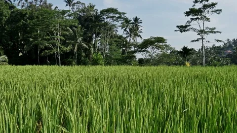 Rice Field Dolly View 4k Stock Footage 70761951