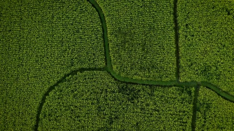 Rice field from drone. Top view. Nature landscape of rice terraces. Bali, Ubud Stock Footage 128820897