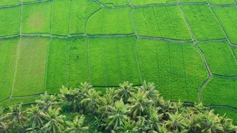 Rice field from drone. Top view. Nature view of rice terraces. Bali, Indonesia. Video stock 137779972