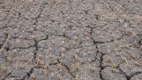 Rice field drought Stock Footage 332565826