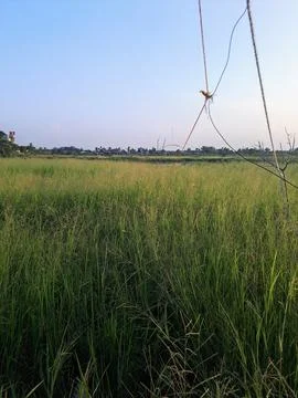 Rice field in Dumai city Stock Photos