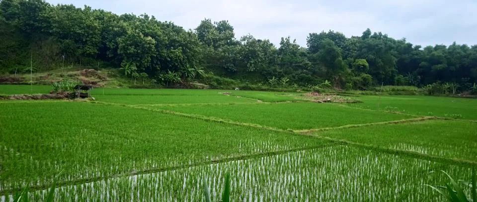 Rice Field in East Java, Indonesia Stock Photos