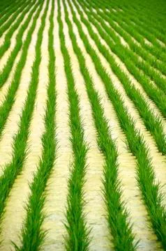 Rice field in eastern Taiwan Stock Photos