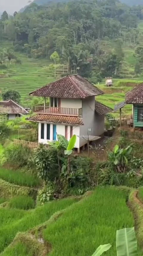 Rice field edge house Stock Footage 307207868