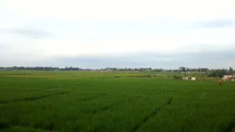 Rice field in the evening Video stock 244466285