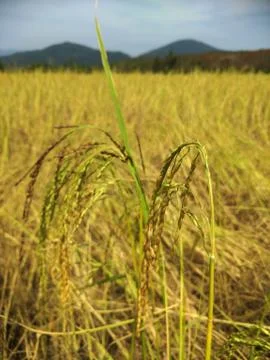 Rice field in the evening Stock Photos