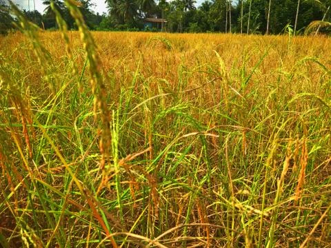 Rice field in the evening Stock Photos