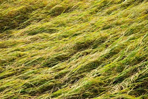 Rice field fall down Stock Photos