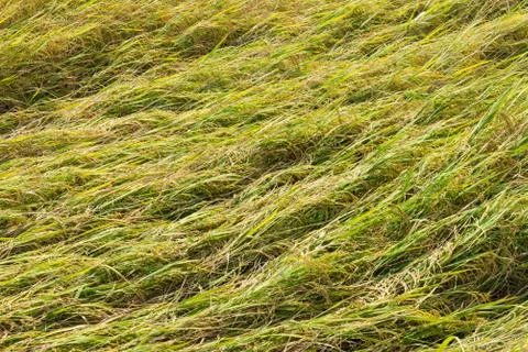 Rice field fall down Stock Photos