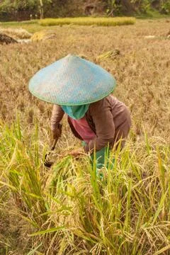 Rice field farmer Stock-Fotos