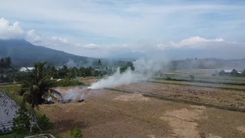 Rice Field in fire Stock Footage 259280598