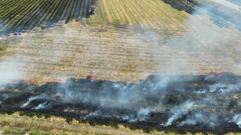 A rice field fire with thick smoke spreading across dry farmland. Stock Footage 343617403