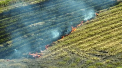 A rice field fire with thick smoke spreading across dry farmland. 스톡 동영상 343617418