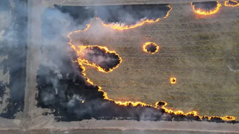 Rice field fire.arial view Stock Footage 152801138