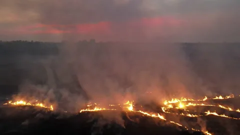 Rice field fire.arial view Stock Footage 152801170