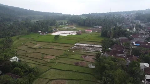 Rice Field - Fly Backward 2 Vídeos de archivo 205215360