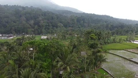 Rice Field - Fly Backward Vídeos de archivo 205213895