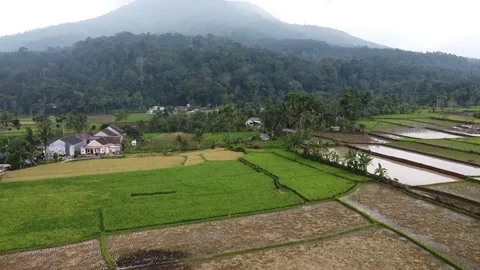 Rice Field - Fly Forward Vídeos de archivo 205213689
