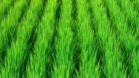 Rice field Stock Footage 304621