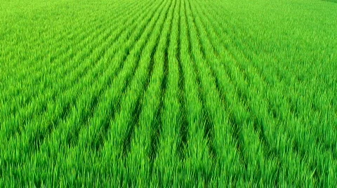 Rice field Stock Footage 304671