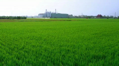 Rice field Stock Footage 307562