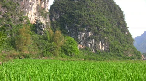 Rice Field Stock Footage 355546