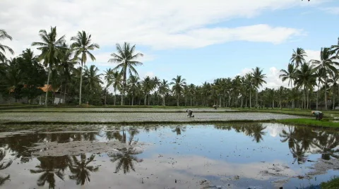 Rice field 库存影片 768150