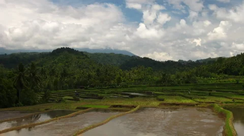 Rice field Stock Footage 2872869