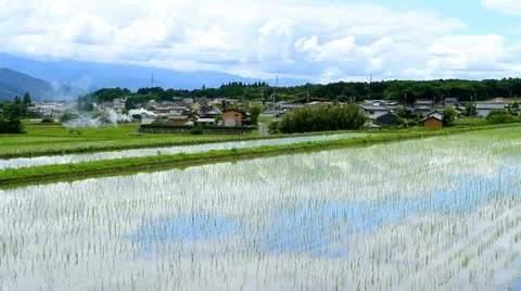 Rice field. Stock Footage 11154015