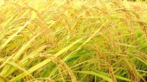 Rice field. Video stock 12305182