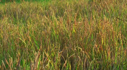 Rice field Stock Footage 22326444