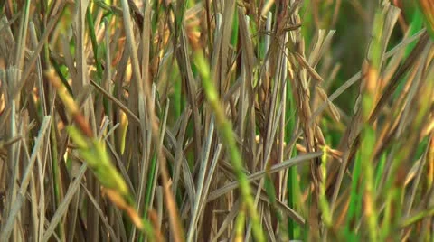Rice field Stock Footage 22326470